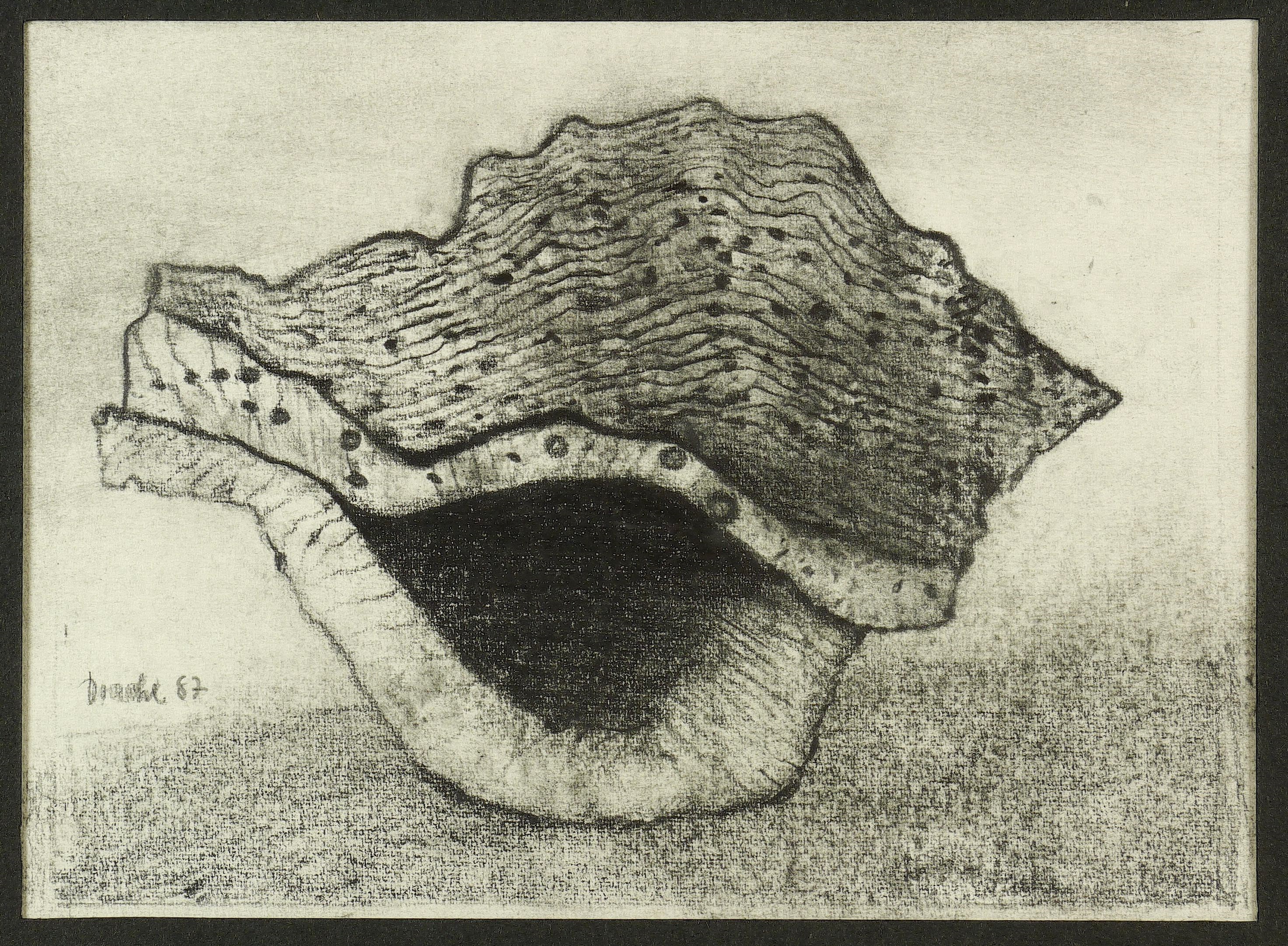 Muschel Muschel