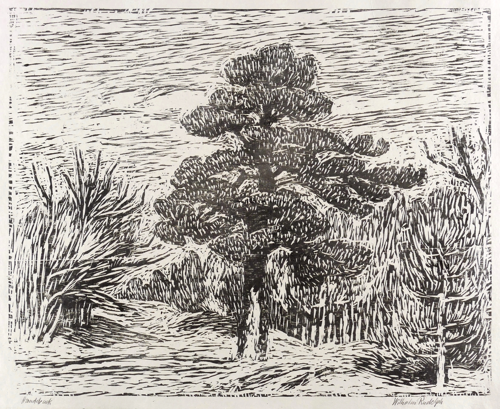 Samenkiefer in der Heide Samenkiefer in der Heide